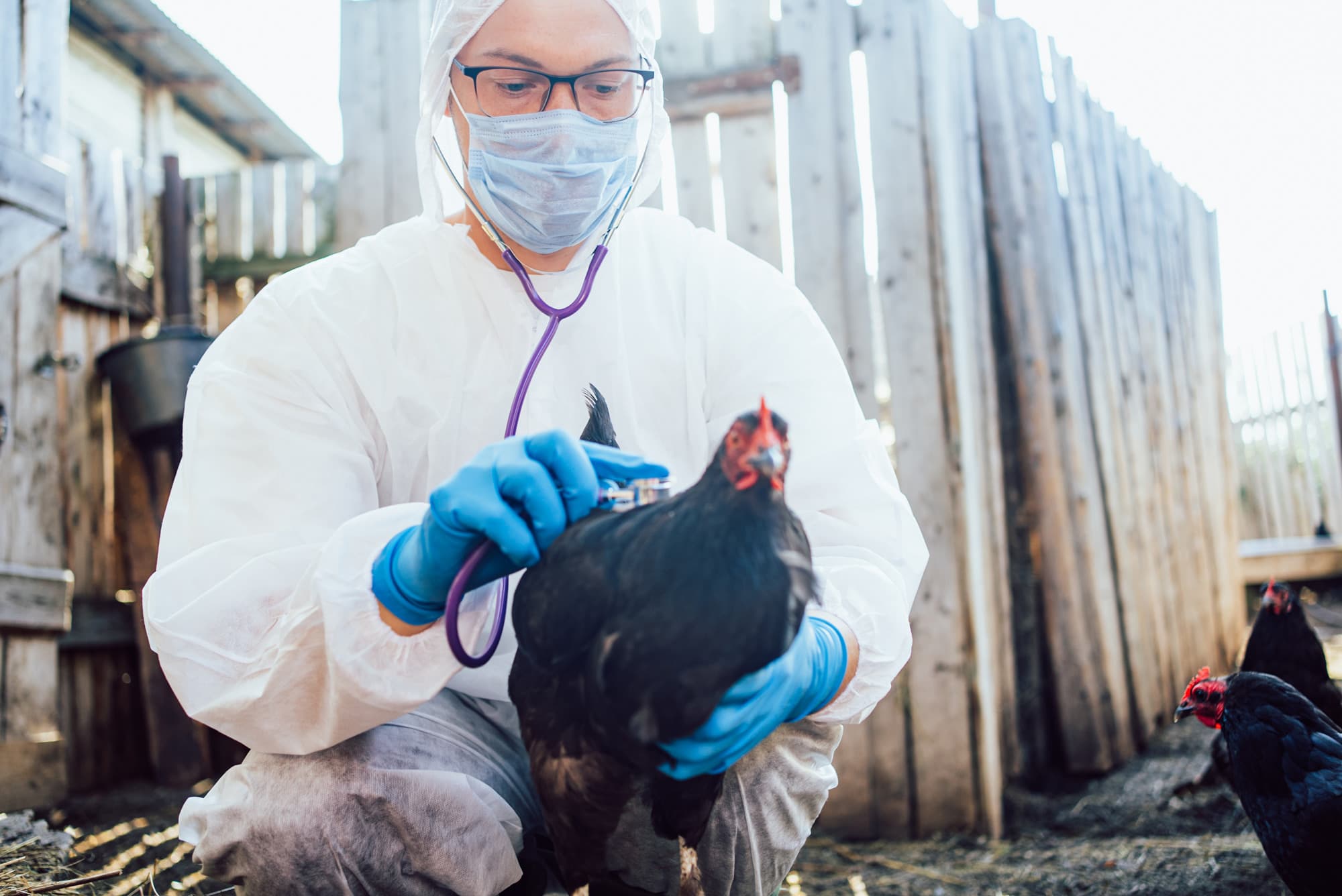 The Real Reason Bird Flu Panic Is Designed to Distract You From the 2026 Pandemic Threat