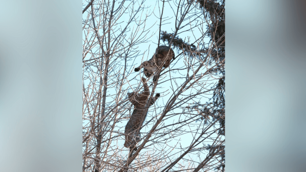 The Silent Coup: Why Alberta's Health Privatization Push Isn't About Wait Times, It's About Power - Image 2