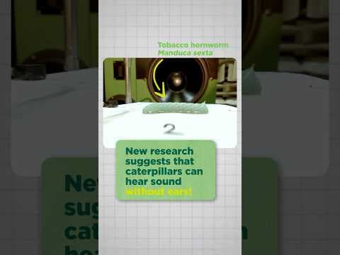 The Microscopic Secret: Why Caterpillar Hairs Are About to Redefine Acoustic Warfare - Image 1