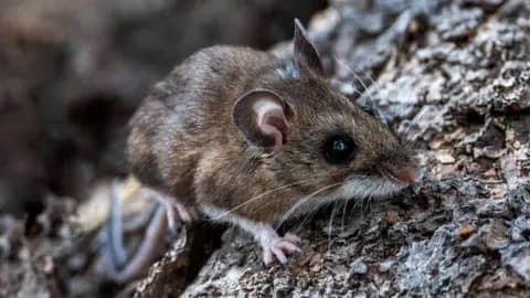 Forget the Hype: The Real, Terrifying Winners of Science's 2025 Breakthroughs - Image 5