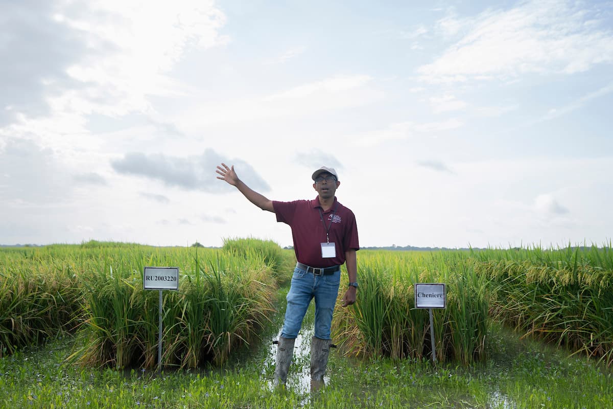 The Silent Rice Revolution: Why Texas A&M's Genetic Gambit Will Reshape Your Dinner Plate (And Who Gets Left Behind)