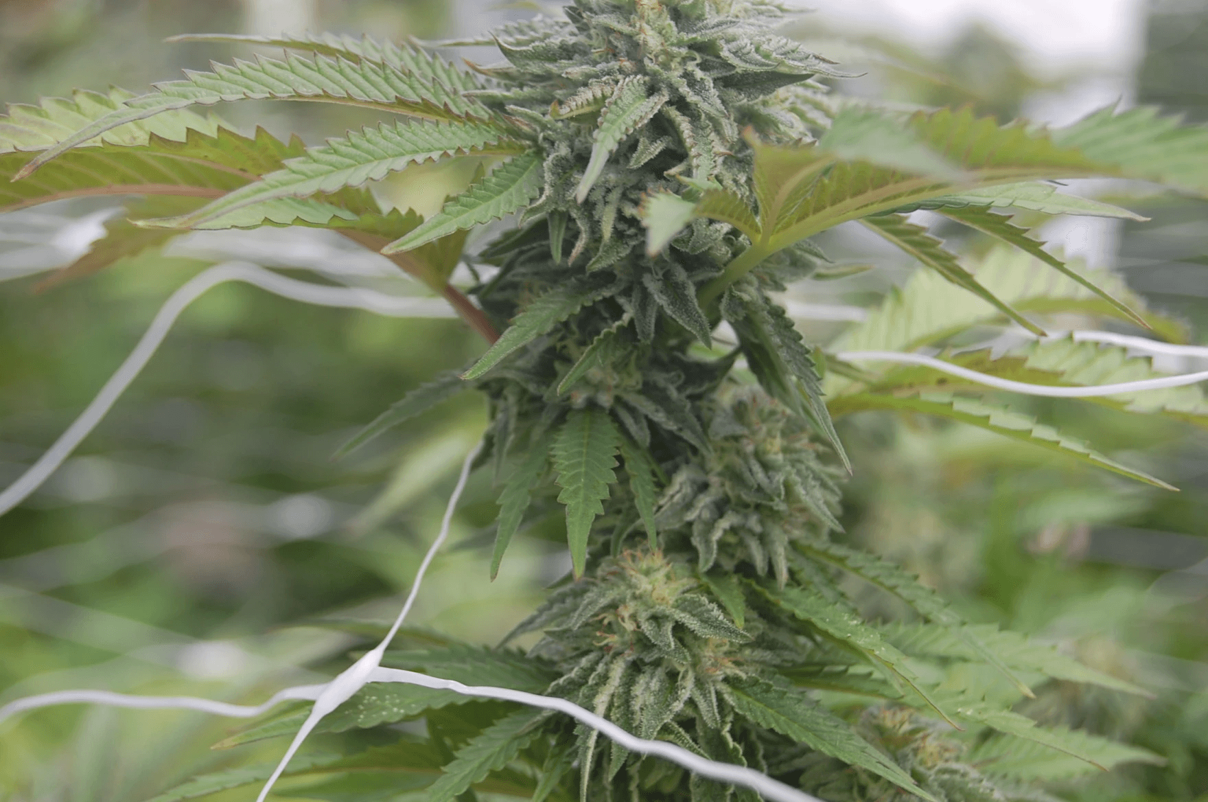 Oregon's Cannabis Tax Heist: How Pot Revenue Failure Is Bankrupting Public Health