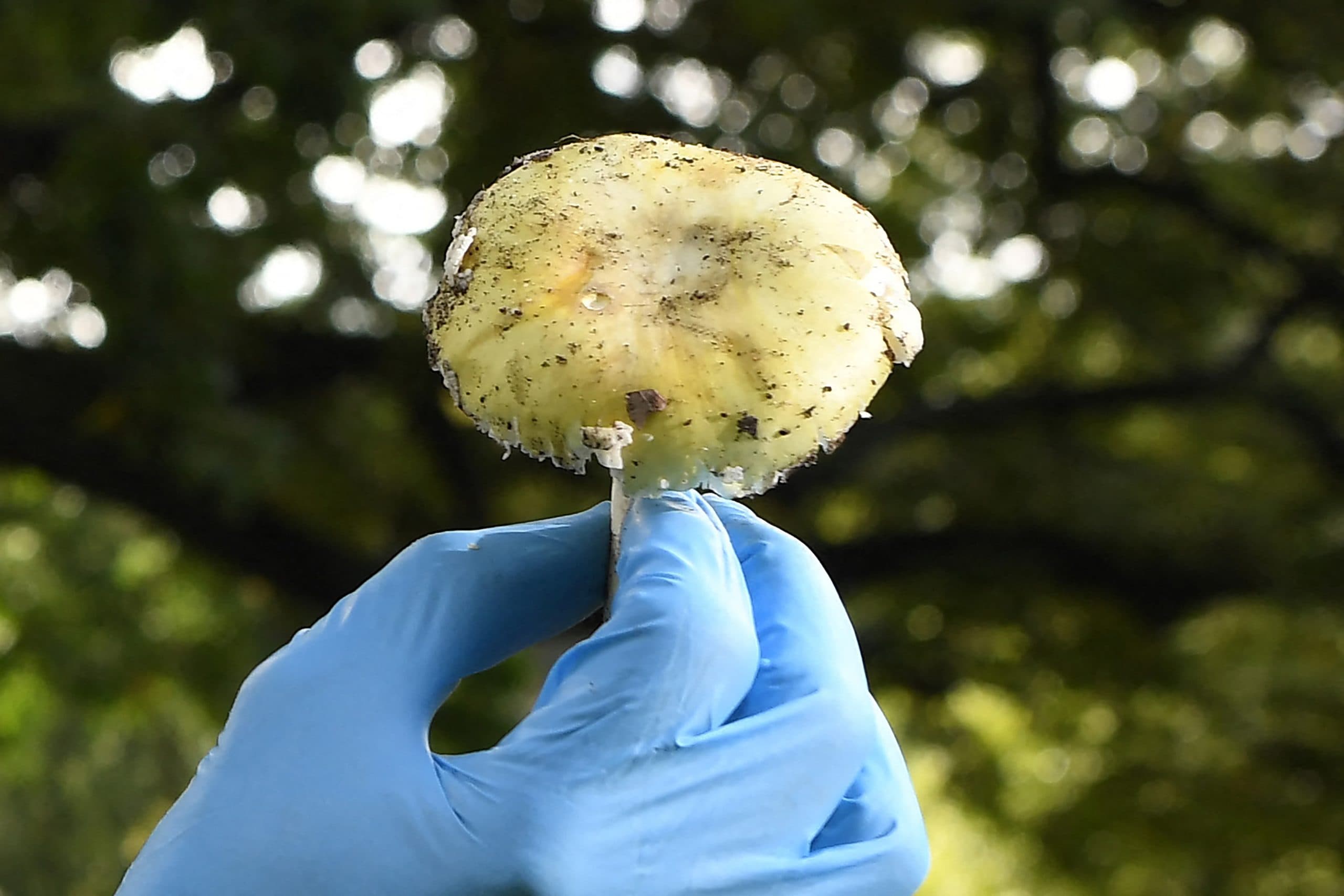 The Deadly Secret Behind SF's Mushroom Craze: It’s Not Just Foraging, It’s Status Signaling