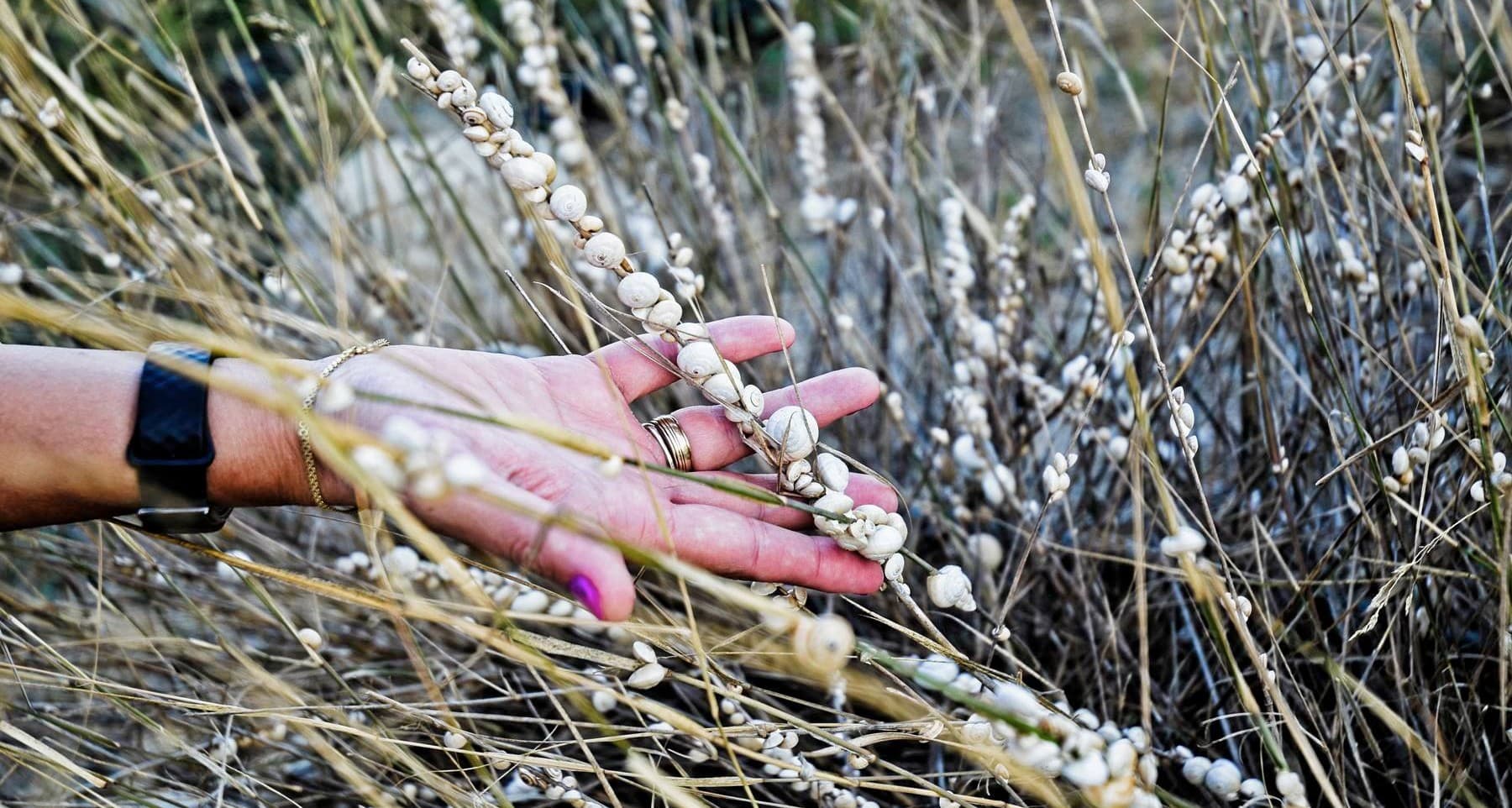The Silent Revolution: Why the Question of Snail Pain Will Collapse Fine Dining Forever
