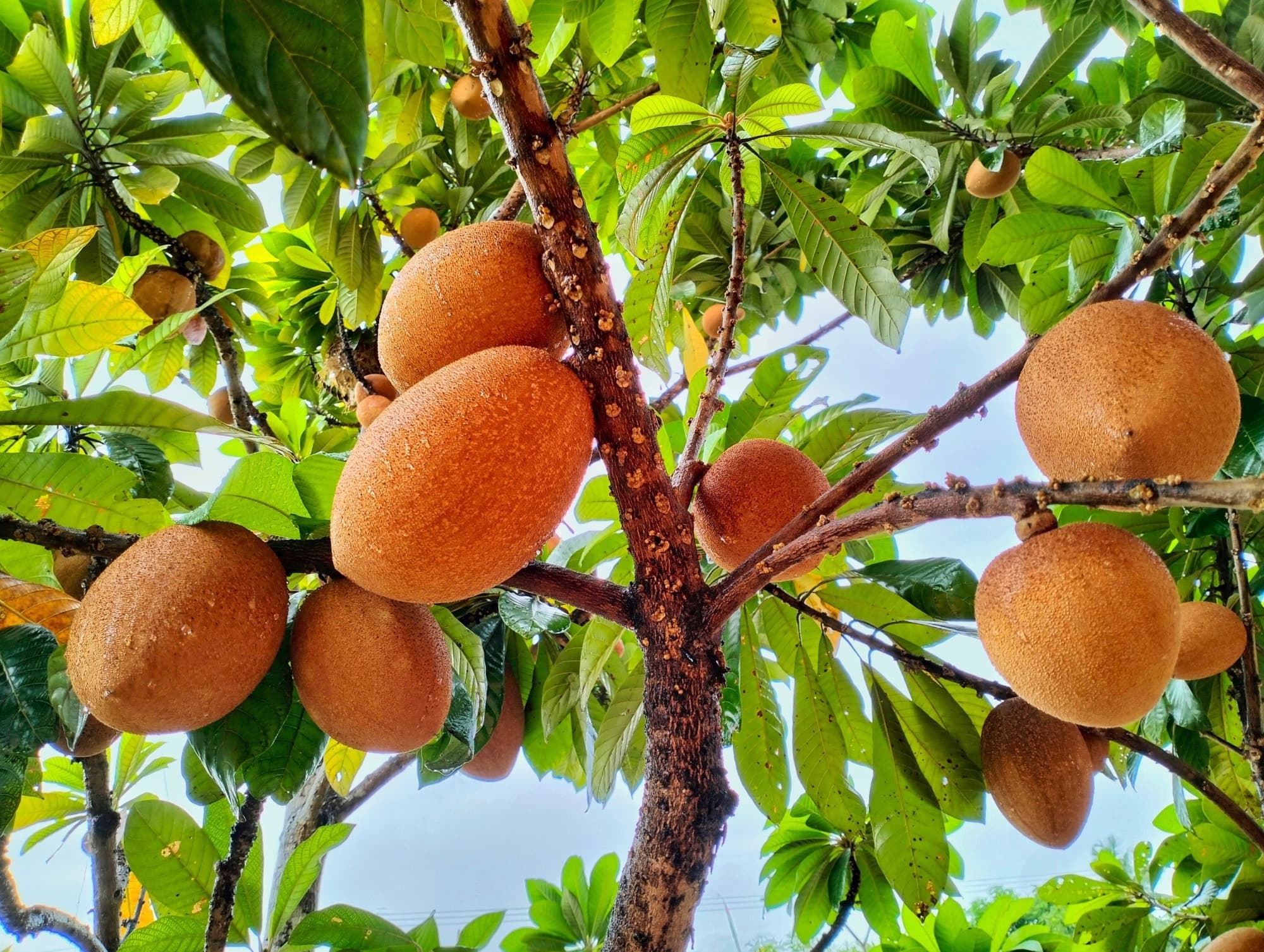 The Tropical Superfruit Conspiracy: Why Mamey Sapote Isn't in Your Smoothie Yet