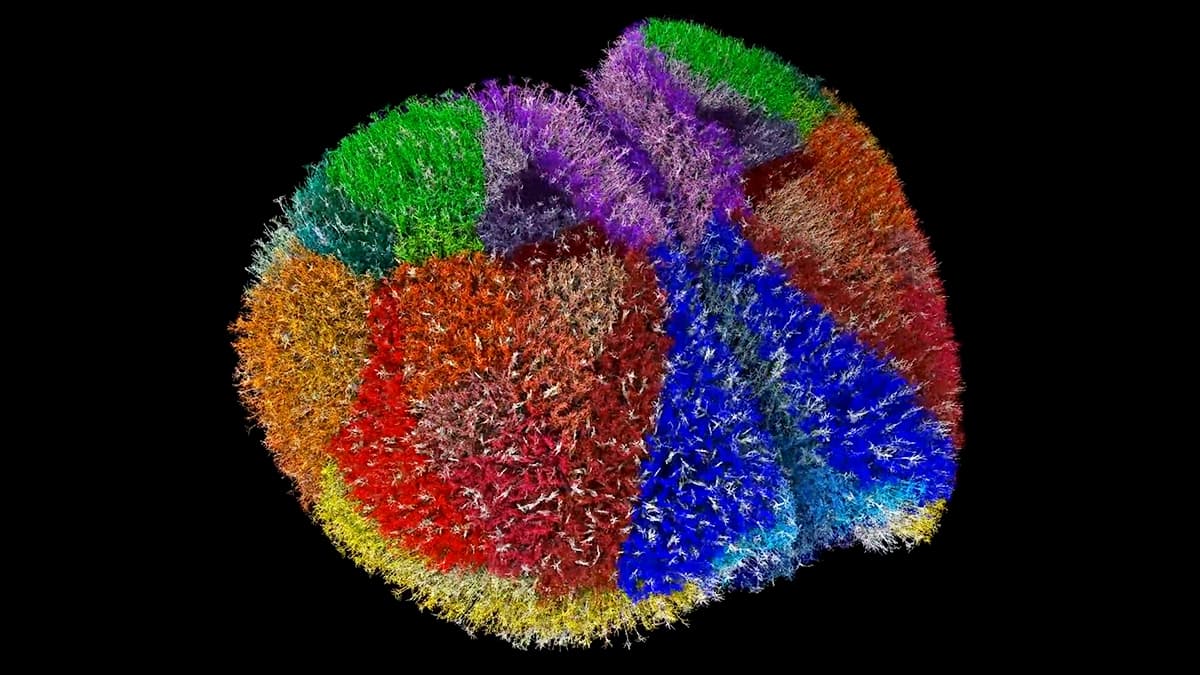 The Digital God Complex: Why This New 'Virtual Brain' Is Really About Power, Not Neuroscience