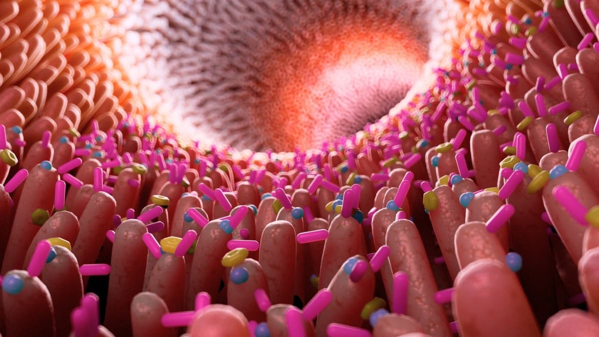 The Alzheimer's Lie: Why Your Gut Bacteria Are the Real Billion-Dollar Target