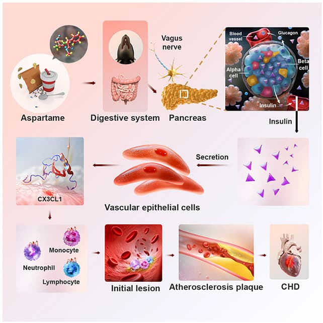 The Insulin-Free Sweetener Is Here: Why Big Food Hates This 'Miracle' Sugar Discovery - Image 2