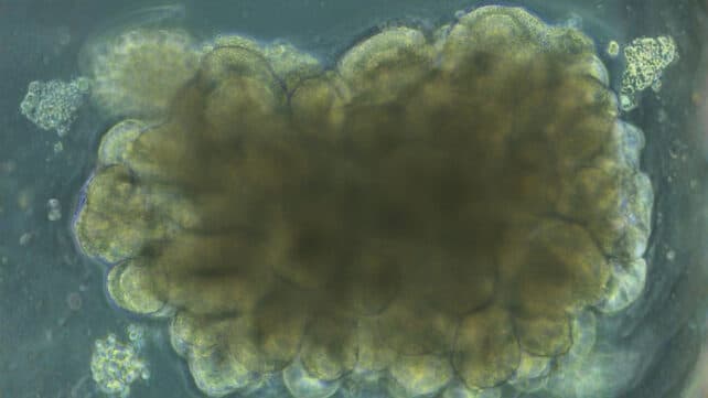 The Real Cost of 'Miracle' Cures: Chernobyl's Genetic Echoes vs. Your Vanity Light - Image 4