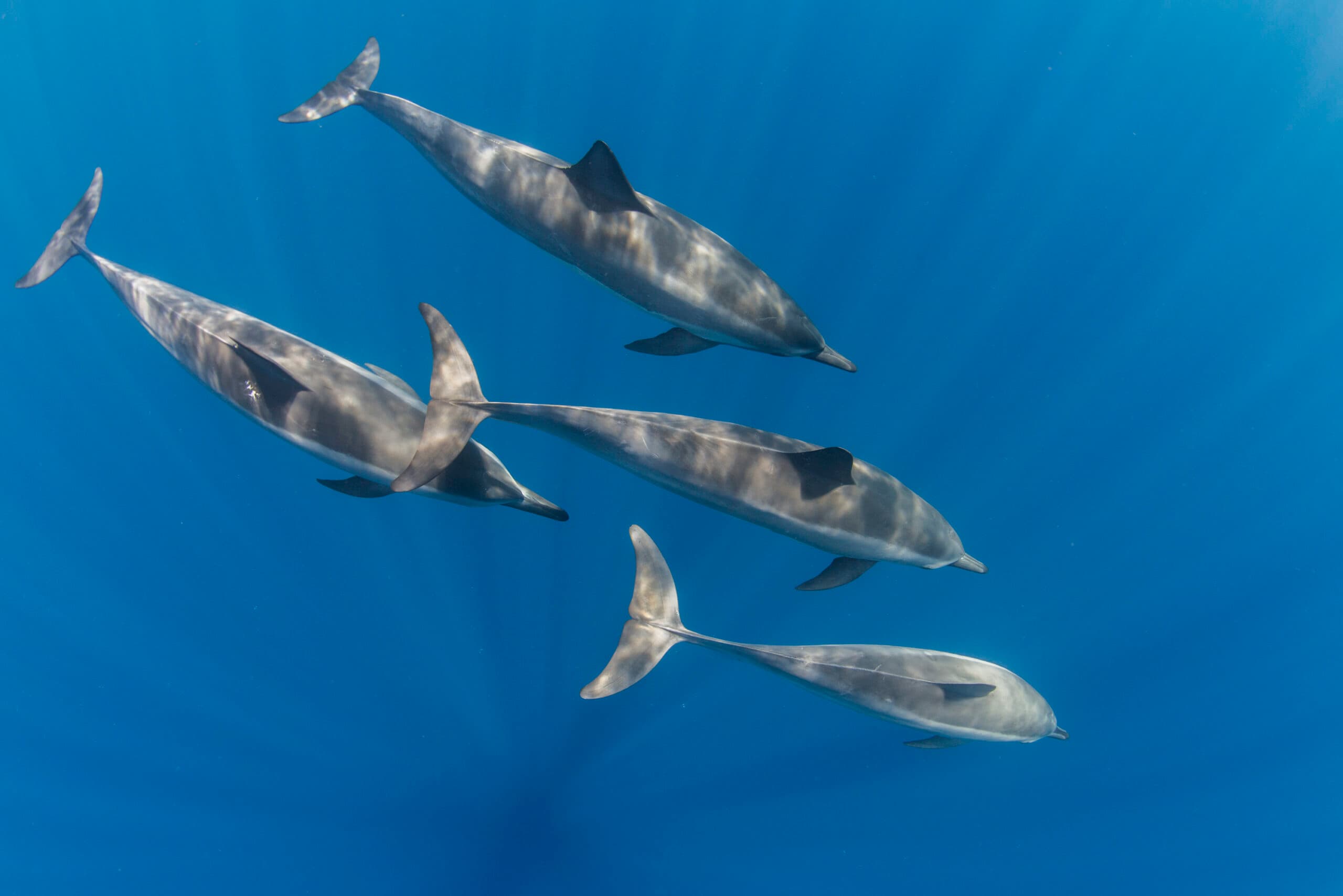 The Drone Secret: Why Elite Marine Biologists Are Trading Boats for UAVs in Dolphin Health Monitoring