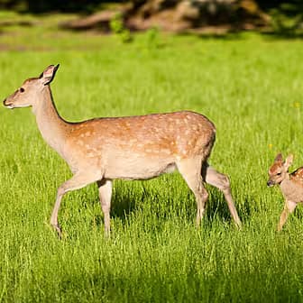 The Midlife Libido Lie: Why Science Says Men Peak at 40—And Who Stands to Profit from That Data - Image 5