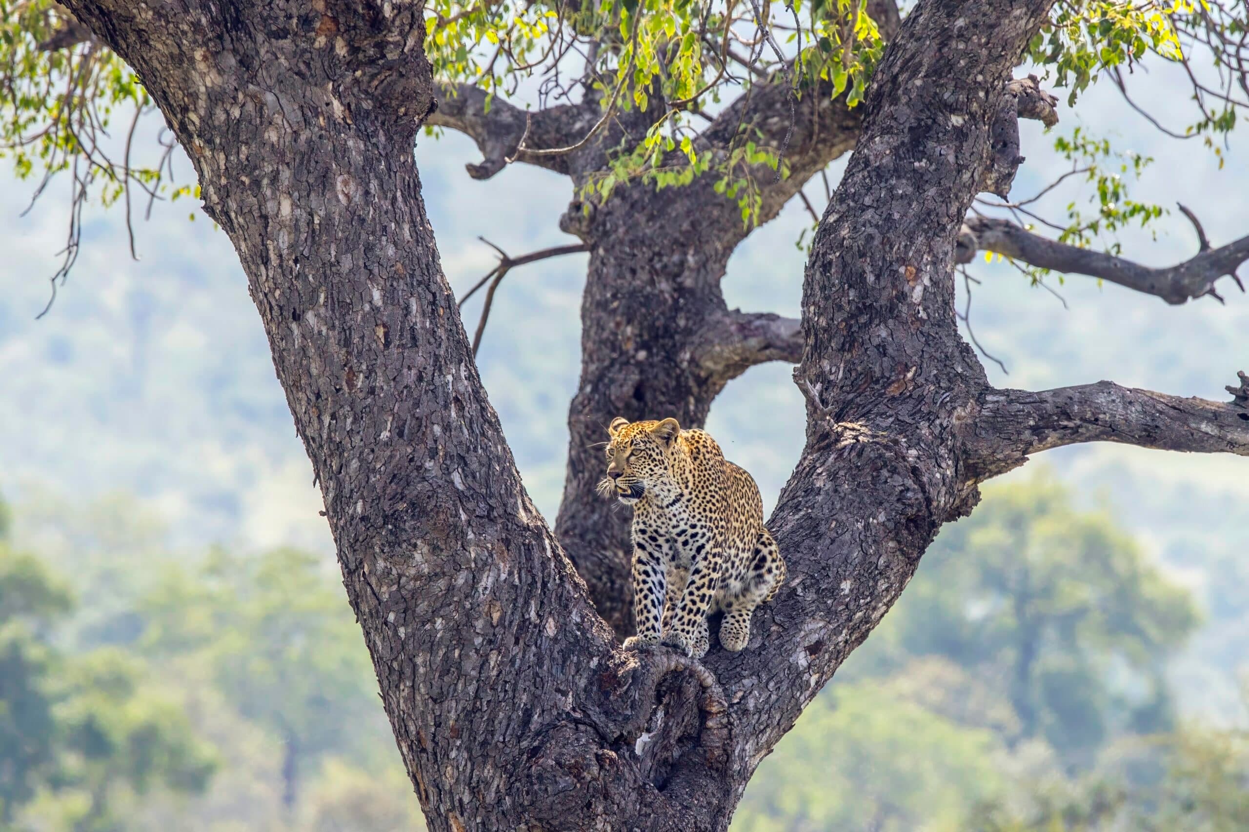 The Evolution Trust Crisis: Why Doubting Scientists on Darwin Isn't Just About Faith Anymore